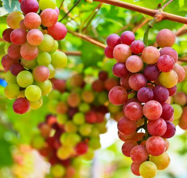 Kırmızı üzümler