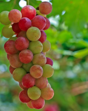 Kırmızı üzümler