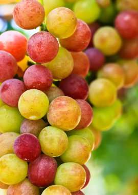 Kırmızı üzümler.