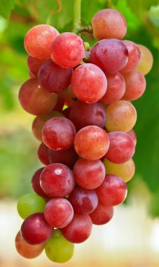 Kırmızı üzümler.