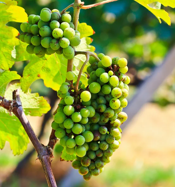 Uvas imaturas — Fotografia de Stock