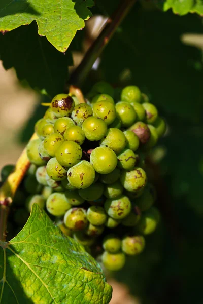 Uvas inmaduras —  Fotos de Stock