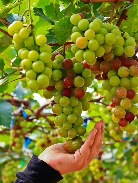 Kırmızı üzümler.