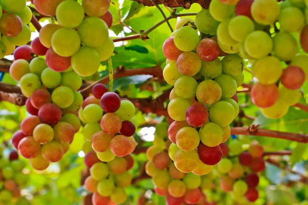 Kırmızı üzümler