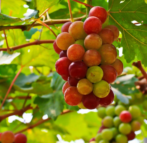 Uvas rojas — Foto de Stock