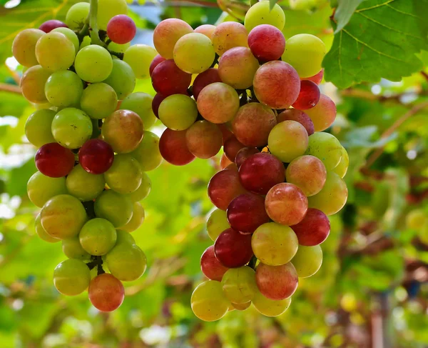 Uvas rojas — Foto de Stock
