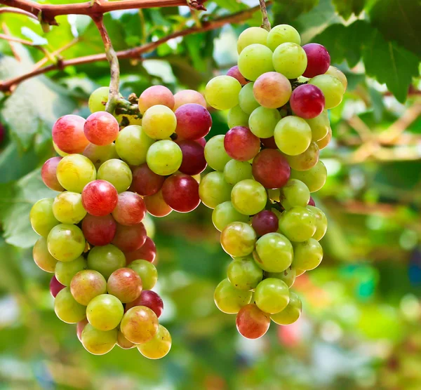 Uvas rojas — Foto de Stock