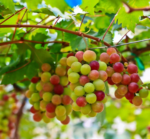 Red grapes — Stock Photo, Image