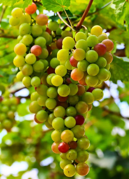 Kırmızı üzümler — Stok fotoğraf