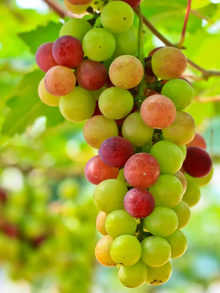 Uvas rojas —  Fotos de Stock