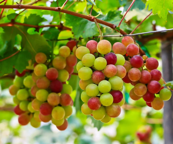 Uvas rojas — Foto de Stock