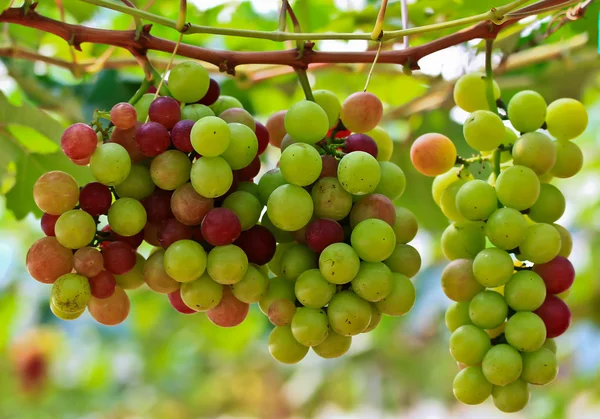 Kırmızı üzümler — Stok fotoğraf