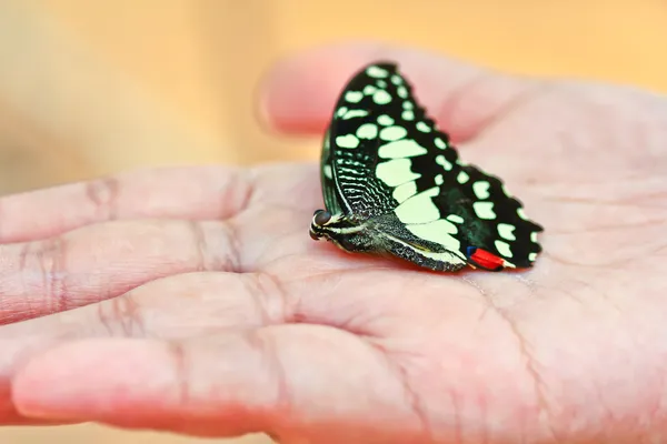 Motyl w ręce osoby — Zdjęcie stockowe