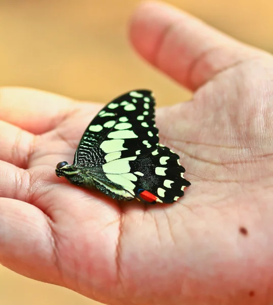 Бабочка в руках — стоковое фото