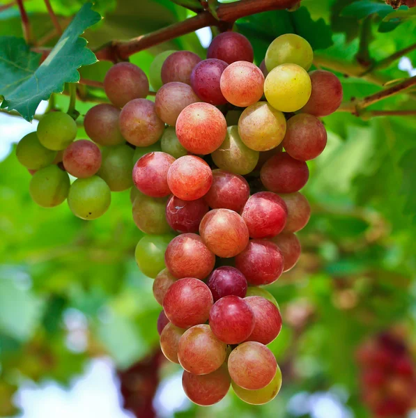 Uvas rojas. — Foto de Stock