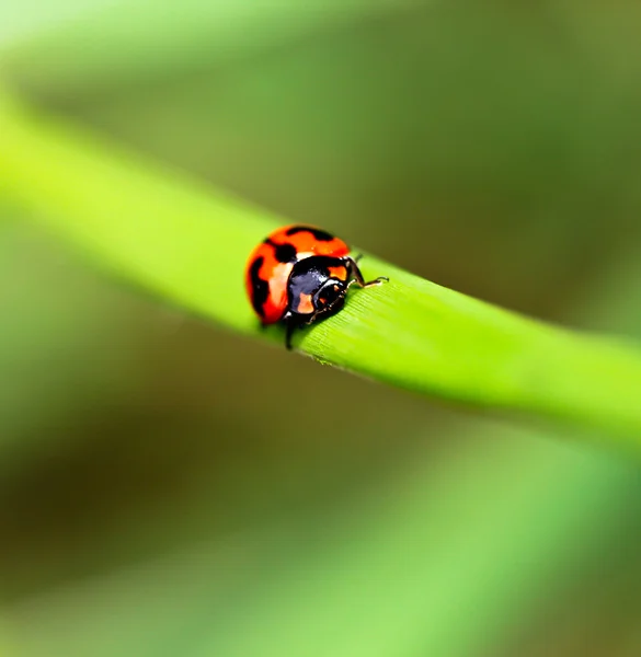 Ladybird — Stockfoto