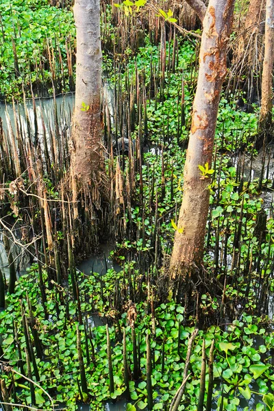 Mangrove — Stock fotografie