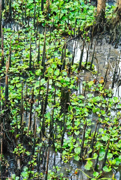 Manglar —  Fotos de Stock