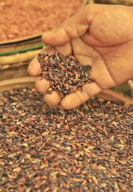 adam holding spieces