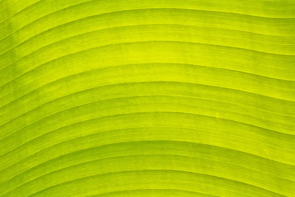 Banana leaf — Stock Photo, Image