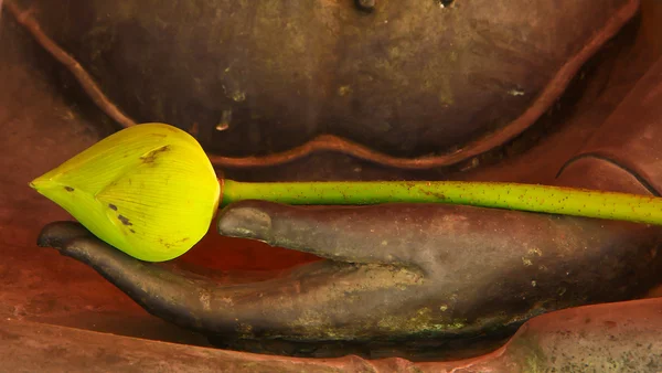 Flor de lótus em mãos budhha — Fotografia de Stock