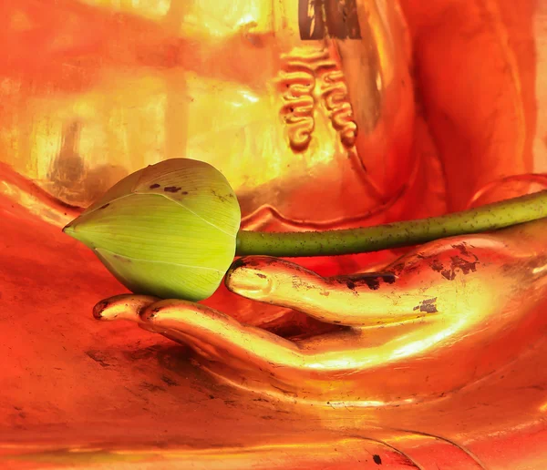 Lotus flower on budhha hands — Stock Photo, Image