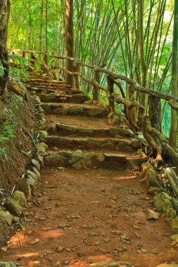 Ormandaki merdivenler