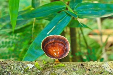 ağaç üzerinde yabani mantar