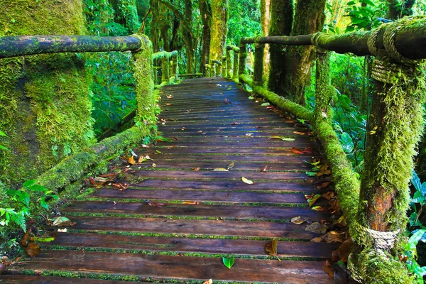 Caminho — Fotografia de Stock