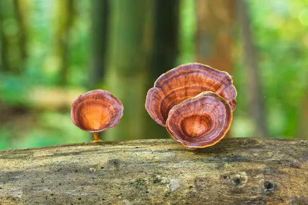 Dřevní houby — Stock fotografie