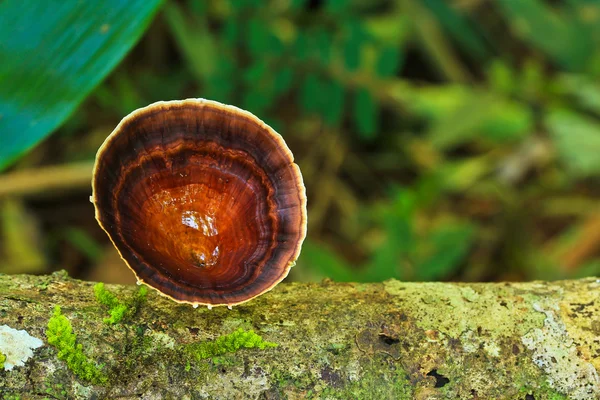 Hout paddestoel — Stockfoto