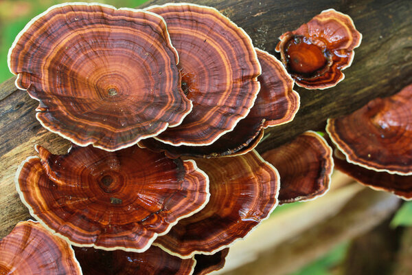 Wood mushroom