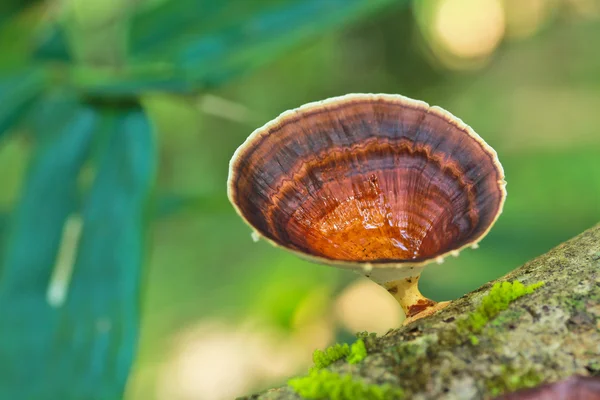 Cogumelo de madeira — Fotografia de Stock