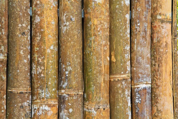 Textura de bambu — Fotografia de Stock