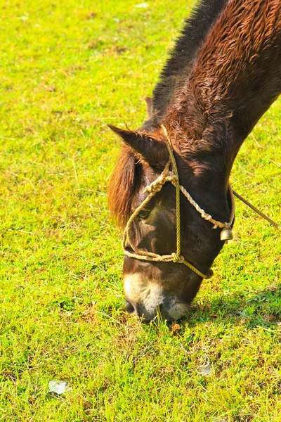 Horse — Stock Photo, Image