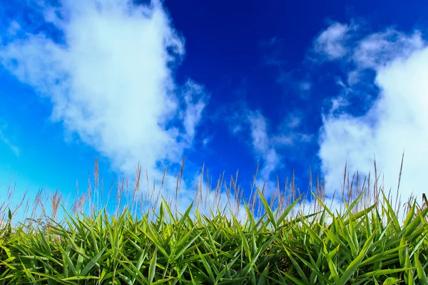 Green grass — Stock Photo, Image