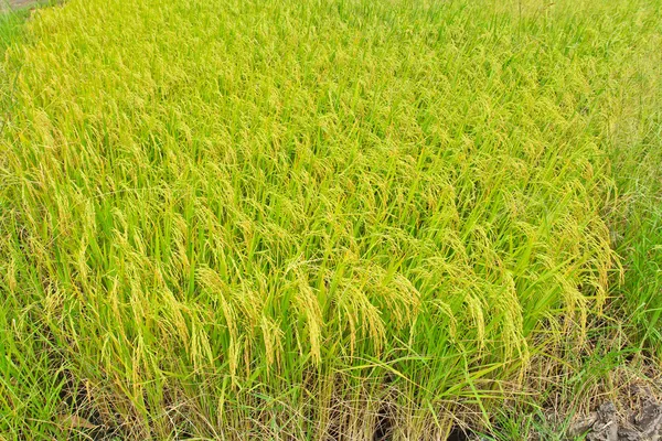 Rice — Stock Photo, Image