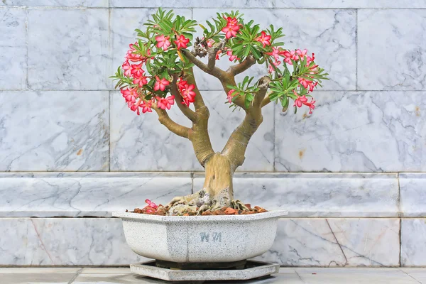 Adenium tree in pot — Stock Photo, Image