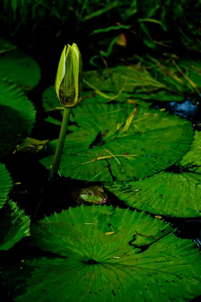 Lotusväxter — Stockfoto