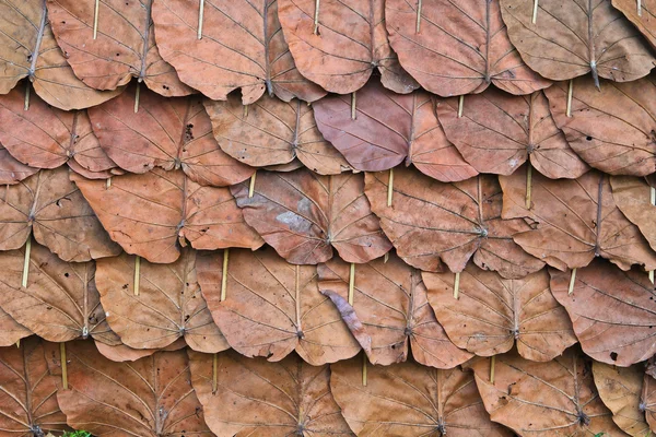 Leafe achtergrond — Stockfoto