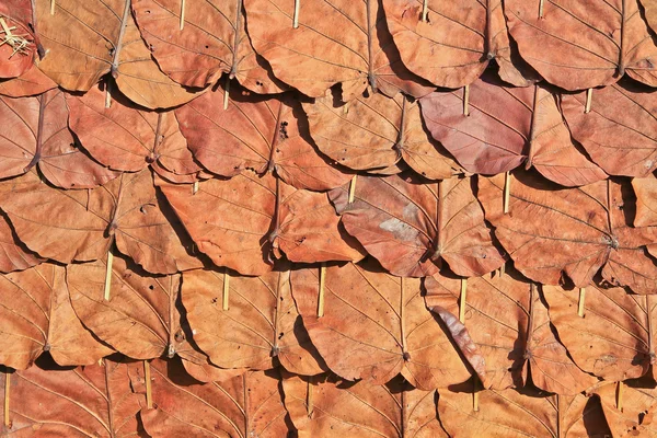 Фон листьев — стоковое фото