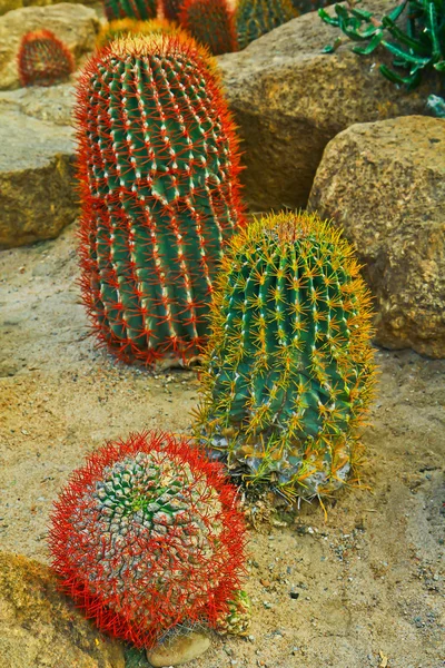 Cactus — Stockfoto