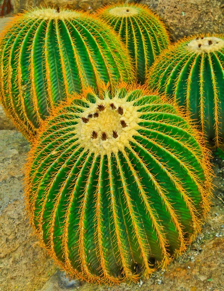 Cactus — Stock Photo, Image