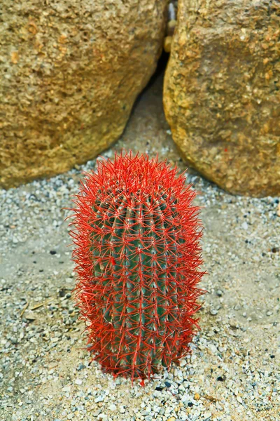 Cactus — Stock Photo, Image