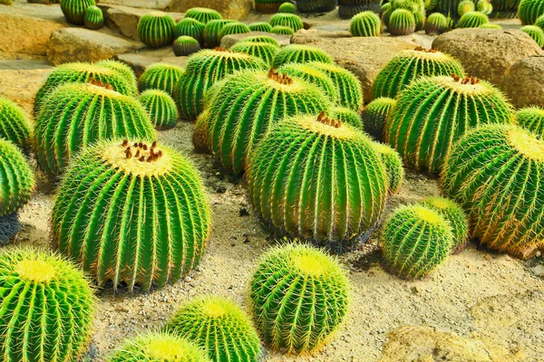 Cactus —  Fotos de Stock