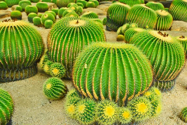 Cactus —  Fotos de Stock