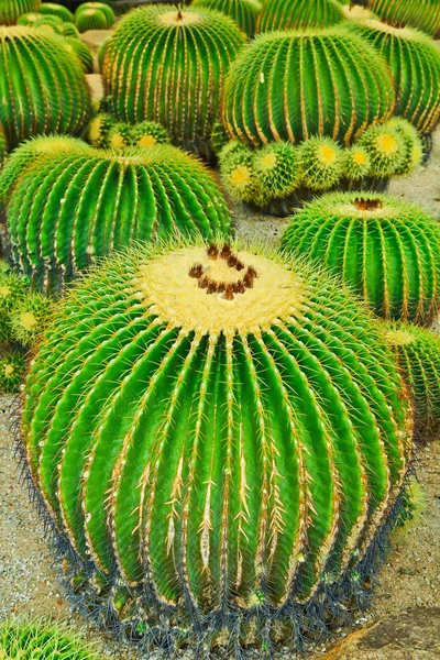 Cactus — Stockfoto