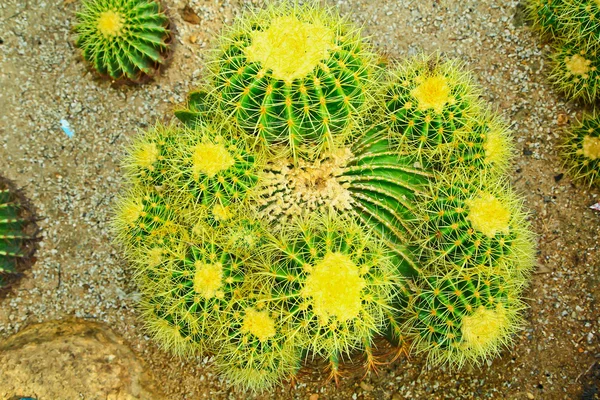 Cactus — Foto Stock
