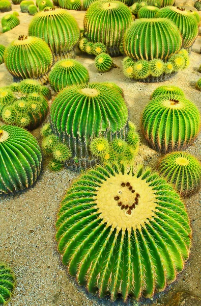 Cactus — Photo