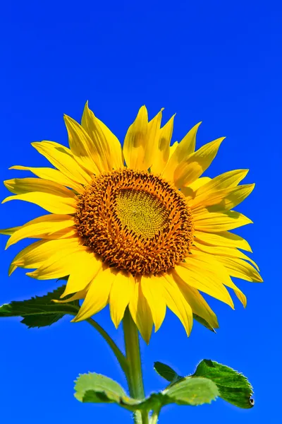 Girasole — Foto Stock